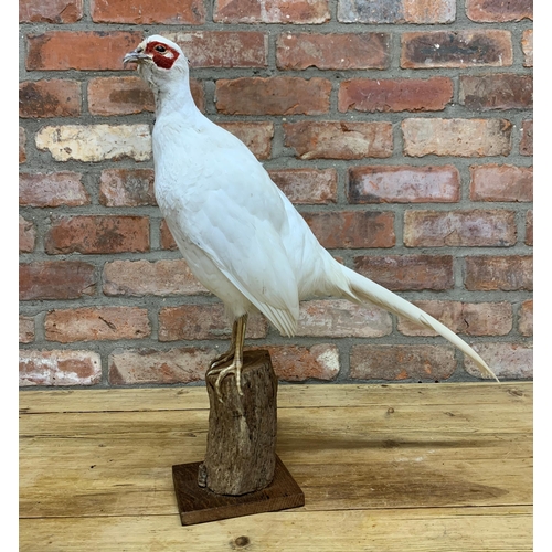 484 - Taxidermy - leucistic (white) pheasant atop naturalistic wooden stump, H 53cm