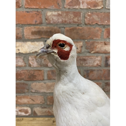 484 - Taxidermy - leucistic (white) pheasant atop naturalistic wooden stump, H 53cm