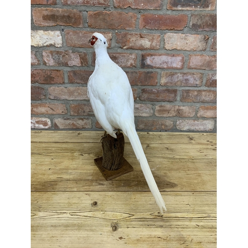 484 - Taxidermy - leucistic (white) pheasant atop naturalistic wooden stump, H 53cm