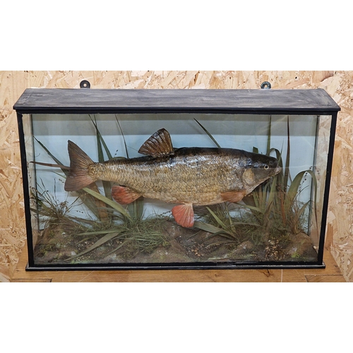 442 - Taxidermy - Chub fish in glazed case set amongst naturalistic surround, Squalius cephalus, by T.E Gu... 