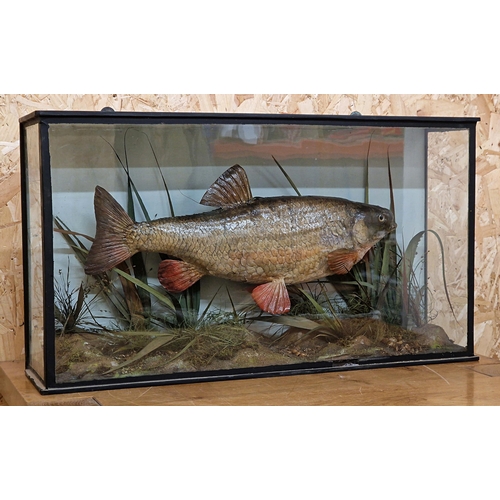 442 - Taxidermy - Chub fish in glazed case set amongst naturalistic surround, Squalius cephalus, by T.E Gu... 