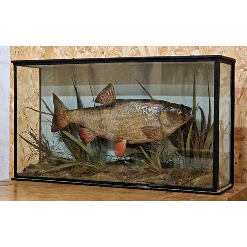 442 - Taxidermy - Chub fish in glazed case set amongst naturalistic surround, Squalius cephalus, by T.E Gu... 