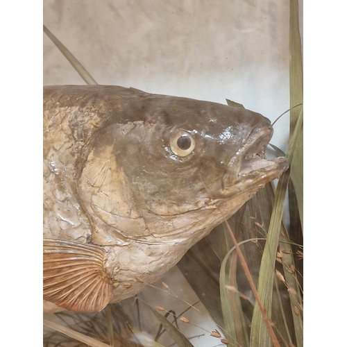 442 - Taxidermy - Chub fish in glazed case set amongst naturalistic surround, Squalius cephalus, by T.E Gu... 