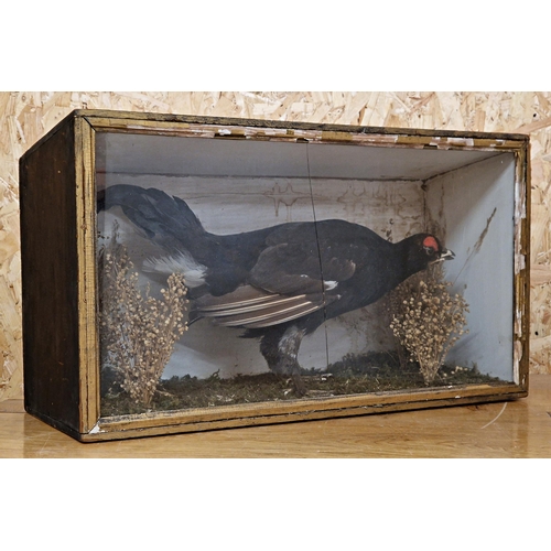 444 - Taxidermy - Black Grouse in glazed case set amongst naturalistic surround, Lyrurus tetrix, 58cm x 33... 