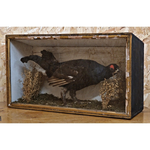 444 - Taxidermy - Black Grouse in glazed case set amongst naturalistic surround, Lyrurus tetrix, 58cm x 33... 