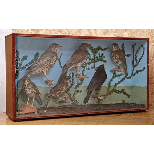 445 - Taxidermy - quantity of British birds to include thrushes with a blackbird example, in glazed case s... 