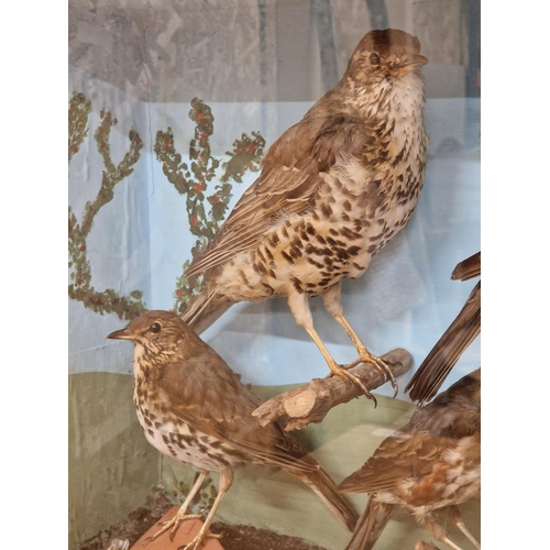 445 - Taxidermy - quantity of British birds to include thrushes with a blackbird example, in glazed case s... 