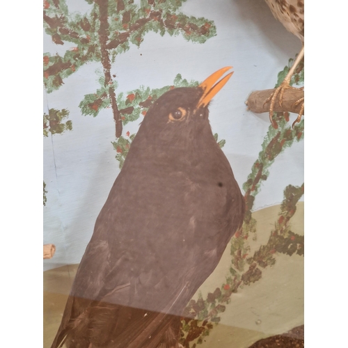 445 - Taxidermy - quantity of British birds to include thrushes with a blackbird example, in glazed case s... 