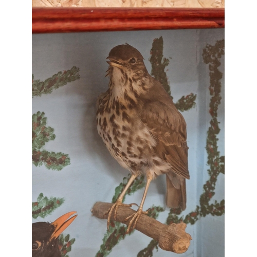 445 - Taxidermy - quantity of British birds to include thrushes with a blackbird example, in glazed case s... 