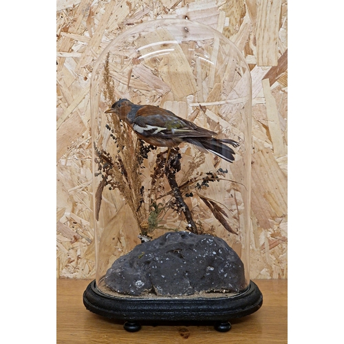 453 - Taxidermy - Chaffinch bird in domed glass case  set amongst naturalistic surround, Fringillidae, 20c... 