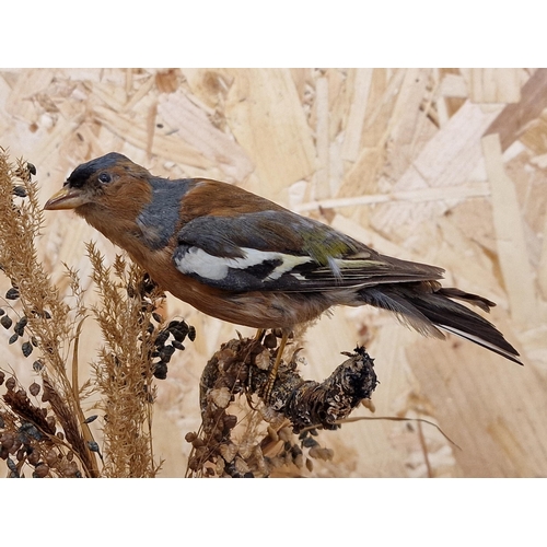 453 - Taxidermy - Chaffinch bird in domed glass case  set amongst naturalistic surround, Fringillidae, 20c... 