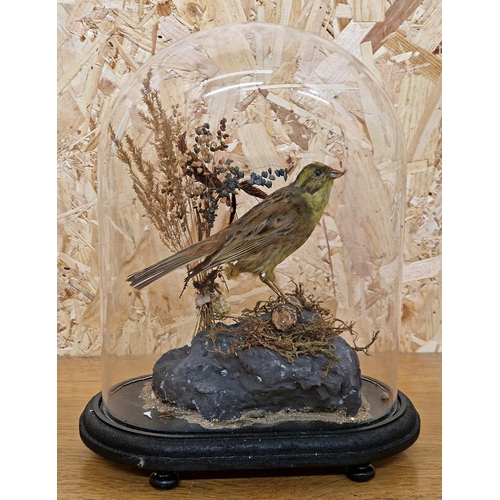 454 - Taxidermy - Serin Finch bird in domed glass case set amongst naturalistic surround, Serinus serinus,... 