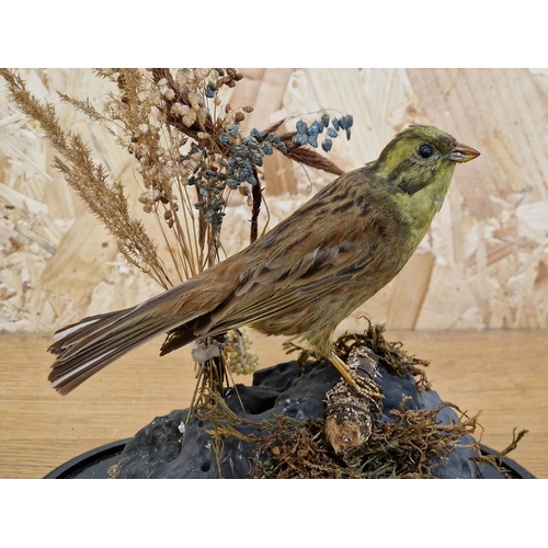 454 - Taxidermy - Serin Finch bird in domed glass case set amongst naturalistic surround, Serinus serinus,... 