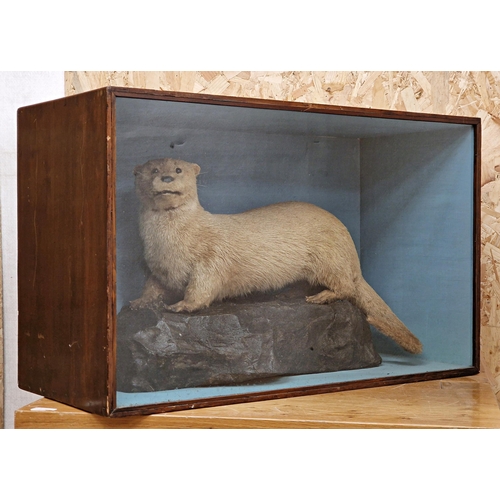 475 - Taxidermy - Otter in a glazed case amongst a naturalistic setting, Lutrinae, W 80cm x H 49cm x D 34c... 