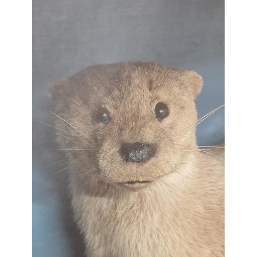 475 - Taxidermy - Otter in a glazed case amongst a naturalistic setting, Lutrinae, W 80cm x H 49cm x D 34c... 