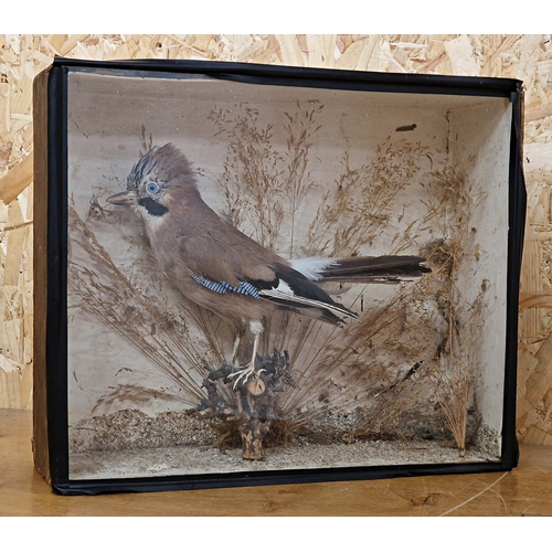 426 - Taxidermy - Eurasian Jay in glazed case with naturalistic surround, Garrulus Glandarius, 43cm x 36cm... 