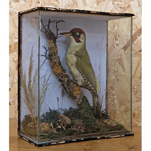 428 - Taxidermy - European green woodpecker held in a glazed case with naturalistic surround, Picus Viridi... 