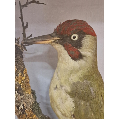 428 - Taxidermy - European green woodpecker held in a glazed case with naturalistic surround, Picus Viridi... 