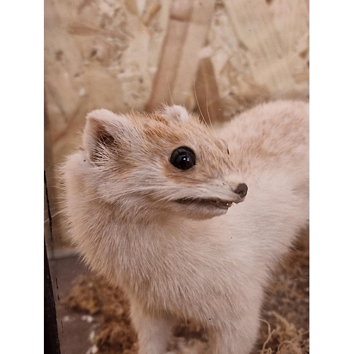 430 - Taxidermy - pair of European Stoats in glazed case with a naturalistic surround, Mustela Erminea, 25... 