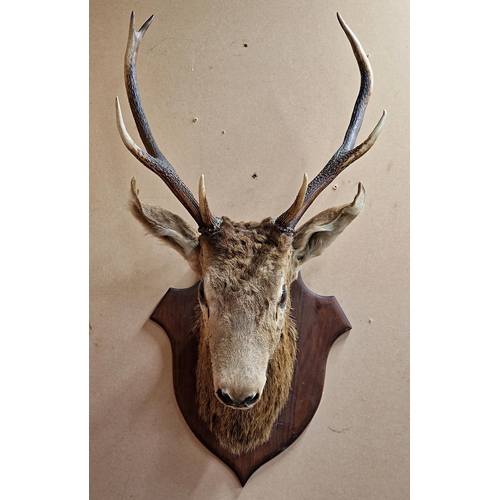 431 - Taxidermy - French Red Deer stag head upon oak shield, Cervus Elaphus, 100cm x 49cm x 52cm