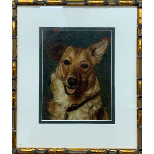 602 - Florence Mabel Hollams (1877-1963) - bust portrait of a Corgi dog, monogram to bottom left, oil on c... 