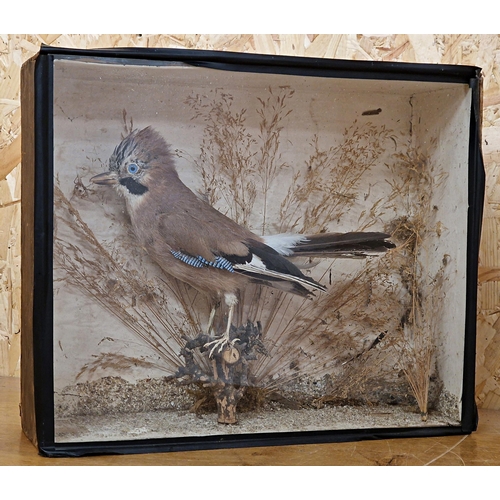 426 - Taxidermy - Eurasian Jay in glazed case with naturalistic surround, Garrulus Glandarius, 43cm x 36cm... 