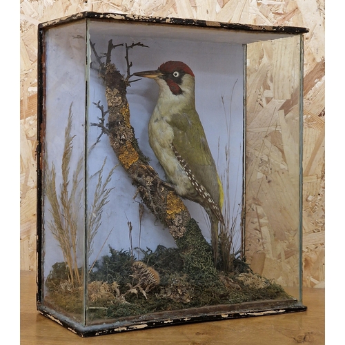 426 - Taxidermy - Eurasian Jay in glazed case with naturalistic surround, Garrulus Glandarius, 43cm x 36cm... 