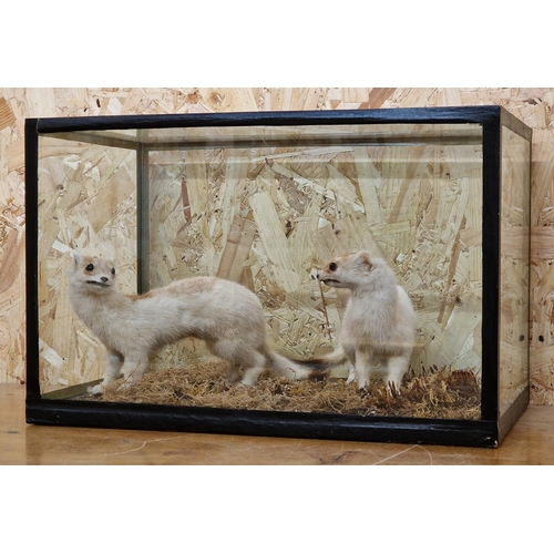 430 - Taxidermy - pair of European Stoats in glazed case with a naturalistic surround, Mustela Erminea, 25... 