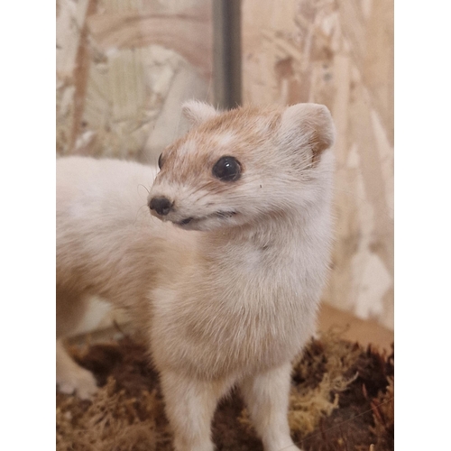 430 - Taxidermy - pair of European Stoats in glazed case with a naturalistic surround, Mustela Erminea, 25... 