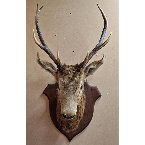 431 - Taxidermy - French Red Deer stag head upon oak shield, Cervus Elaphus, 100cm x 49cm x 52cm