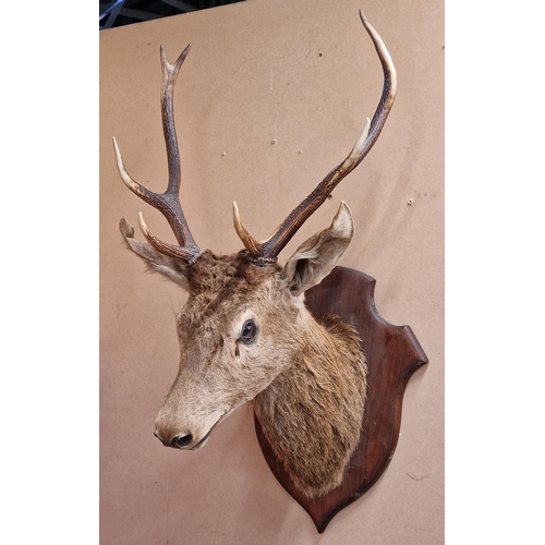 431 - Taxidermy - French Red Deer stag head upon oak shield, Cervus Elaphus, 100cm x 49cm x 52cm