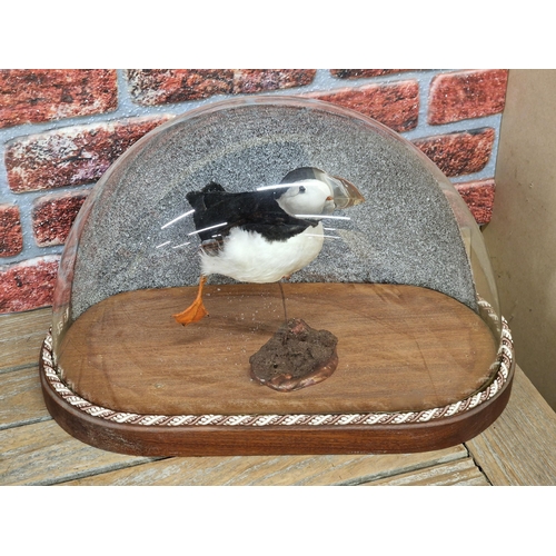 457 - Taxidermy - swimming Atlantic Puffin on naturalistic base held in impressive oval glass dome with ro... 