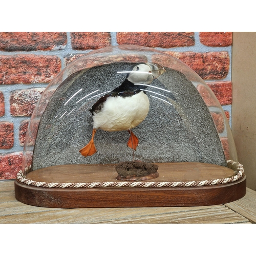 457 - Taxidermy - swimming Atlantic Puffin on naturalistic base held in impressive oval glass dome with ro... 