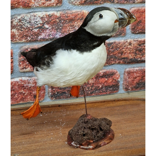 457 - Taxidermy - swimming Atlantic Puffin on naturalistic base held in impressive oval glass dome with ro... 