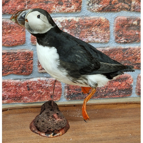 457 - Taxidermy - swimming Atlantic Puffin on naturalistic base held in impressive oval glass dome with ro... 