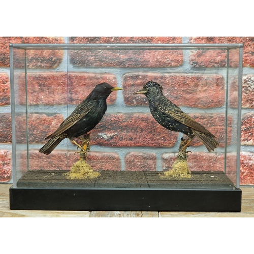 470 - Taxidermy - pair of Starling birds in glazed glass case with naturalistic surround, Sturnus vulgaris... 