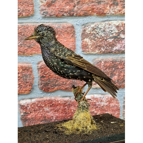 470 - Taxidermy - pair of Starling birds in glazed glass case with naturalistic surround, Sturnus vulgaris... 