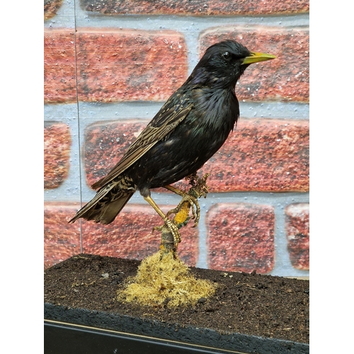 470 - Taxidermy - pair of Starling birds in glazed glass case with naturalistic surround, Sturnus vulgaris... 