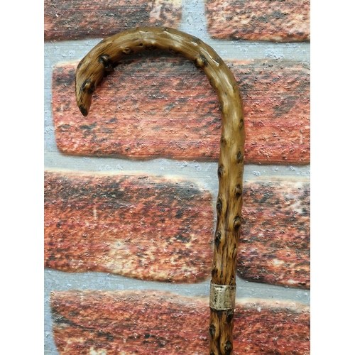 403 - Knobbly walking stick with silver collar made in Chester 1897, unable to distinguish the maker