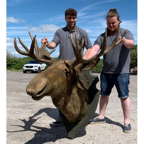 481 - Taxidermy - impressive European Moose head mounted on wooden shield plaque, Alces alces, maximum ant... 