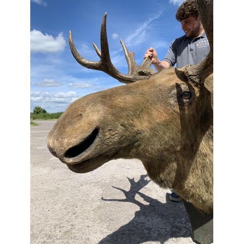 481 - Taxidermy - impressive European Moose head mounted on wooden shield plaque, Alces alces, maximum ant... 