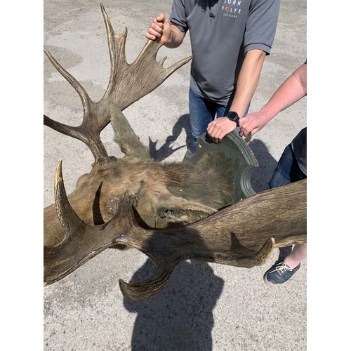 481 - Taxidermy - impressive European Moose head mounted on wooden shield plaque, Alces alces, maximum ant... 