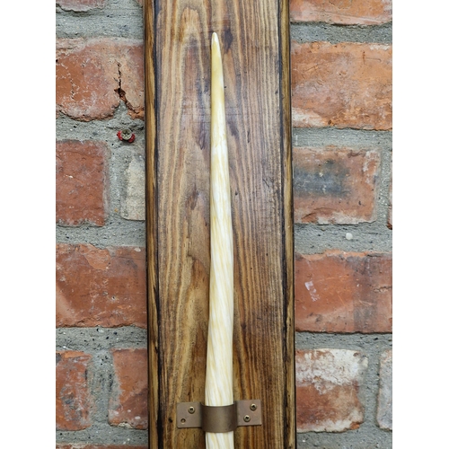 486 - Taxidermy - Good long Narwhal tusk with pointed end, 175cm long, fixed to a pine back board, Cites n... 