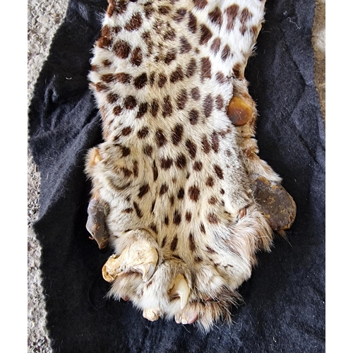 439 - Taxidermy - possibly by Van Ingen & Van Ingen - late 19th century leopard skin rug, Panthera Pardus,... 