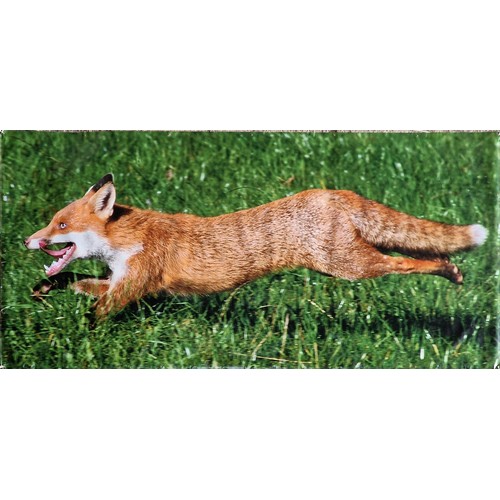 392 - Large photographic banner of a charging fox, 120cm x 275cm