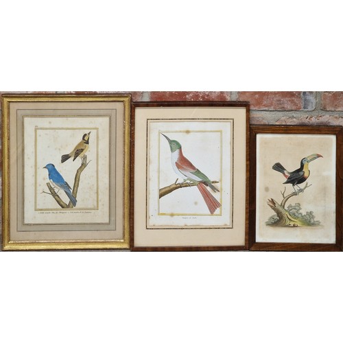 533 - Collection of three antique hand coloured tropical bird engravings, framed and glazed, largest 41cm ... 