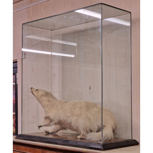 432 - Taxidermy - Leucistic European Badger under a glazed case, Meles Meles, 80.5cm x 78cm x 34cm