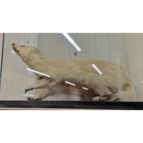 432 - Taxidermy - Leucistic European Badger under a glazed case, Meles Meles, 80.5cm x 78cm x 34cm