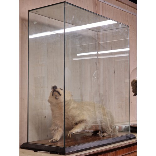 432 - Taxidermy - Leucistic European Badger under a glazed case, Meles Meles, 80.5cm x 78cm x 34cm