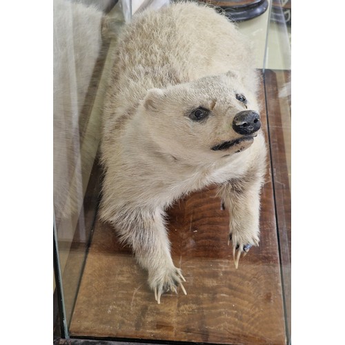 432 - Taxidermy - Leucistic European Badger under a glazed case, Meles Meles, 80.5cm x 78cm x 34cm